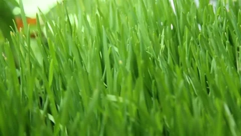 Grass close up  - focus roll 動画素材 8609975