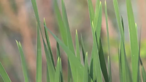 Grass close up Stock Footage 11135048