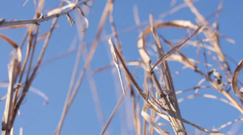 Grass Close Up Video stock 25846088