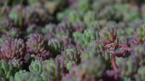 Grass close-up Stock Footage 36500717