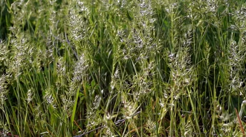 Grass close-up Stock Footage 37272663