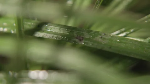 Grass close up Stock Footage 68145587