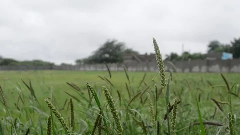 Grass Close up Stock Footage 70154767