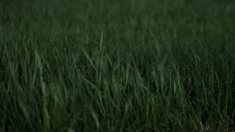 GRASS CLOSE UP Stock Footage 90533086