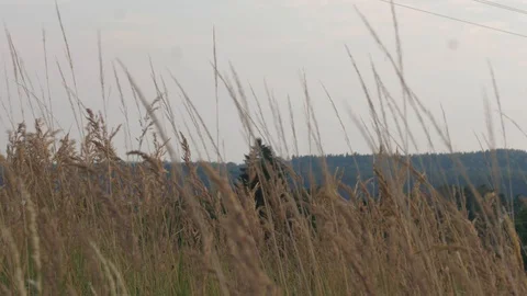 Grass at close up Stock Footage 93174242