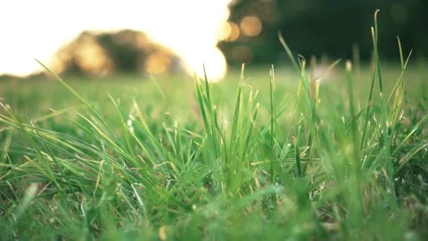 Grass close-up 動画素材 93618831