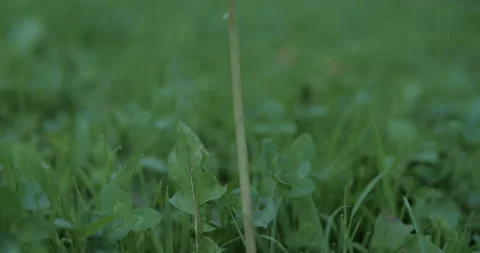 Grass close up Stock Footage 136624602