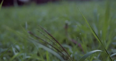 Grass close up Stock Footage 136627187