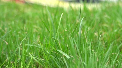 Grass Close Up 스톡 동영상 151511749