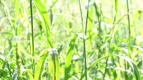 Grass close up Stock Footage 283823252