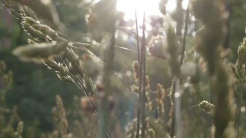 Grass close-up in the forest Stock Footage 127755230