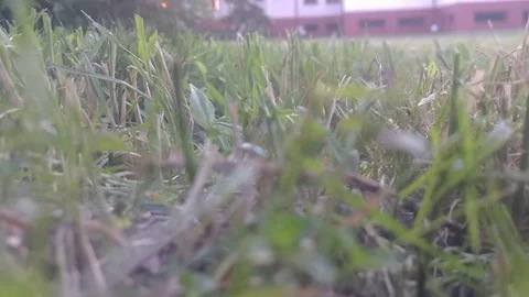 Grass. Close up of green grass 스톡 동영상 109593287