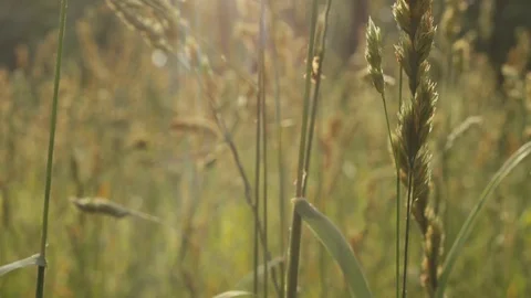 Grass close-up in the morning forest Stock Footage 127755171