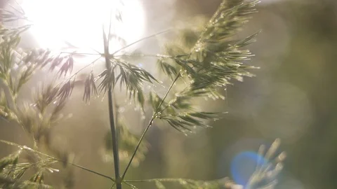 Grass close-up in the morning forest Stock Footage 127902856