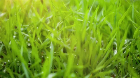 Grass Close-Up. Motorized Slider 2 Видео 32500209