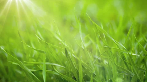 Grass Close-Up. Motorized Slider 3 Stock Footage 32500154