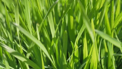 Grass close up nature 库存影片 74214806