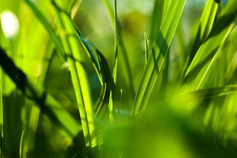 Grass. close up Stock Photos