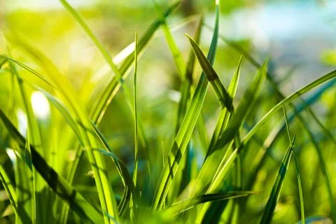 Grass. close up Stock Photos