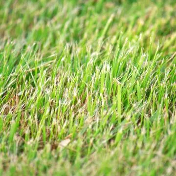 Grass close up Stock Photos
