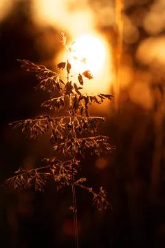 Grass close-up Stock Photos