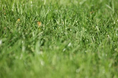 Grass Close up Stock Photos