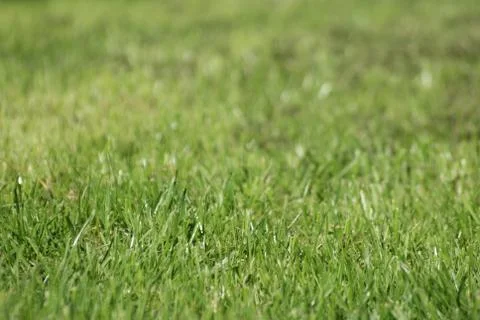 Grass Close up Stock Photos