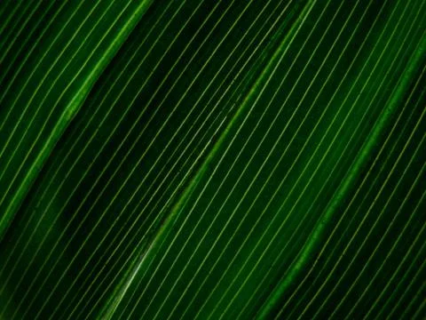 Grass Close Up Stock Photos