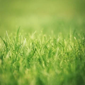 Grass close-up Stock Photos