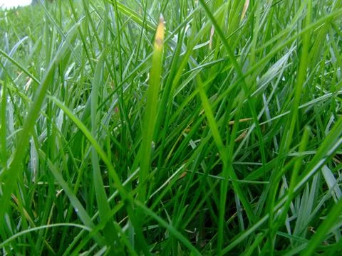 Grass close up Stock Photos