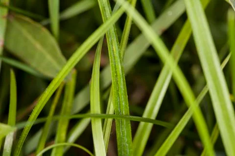 Grass close up Stock Photos