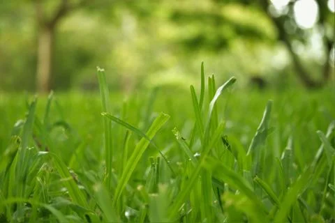 Grass Close Up Stock Photos