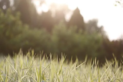 The grass close up Stock Photos