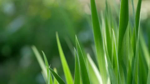 Grass close-up 库存照片