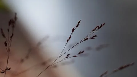 Grass close up Fotos de archivo