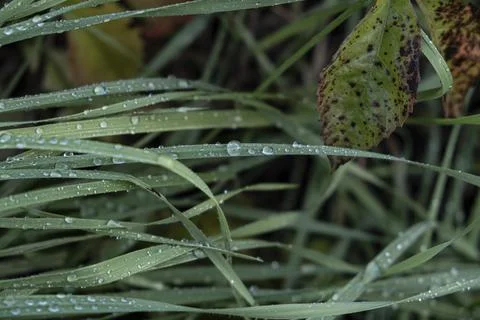 Grass Close Up with Rain Drops Stock-Fotos