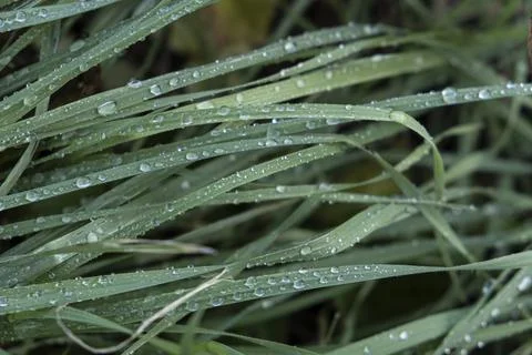Grass Close Up with Rain Drops Stock Photos
