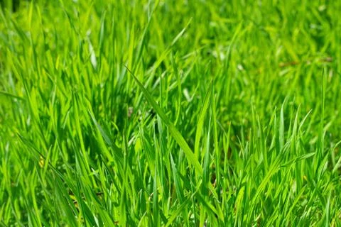 Grass close up with shallow depth of field. Stock Photos