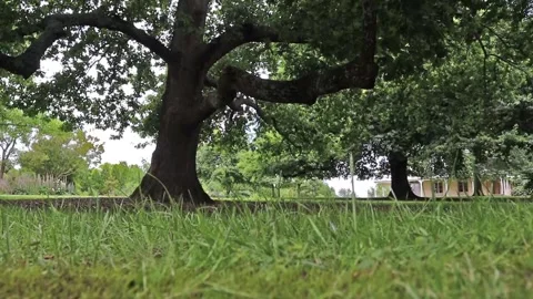 Grass close up shot with trees as a background Stock Footage 228408500
