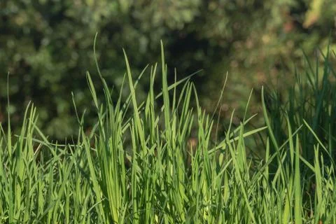 Grass close up with sunlight.. Stock Photos