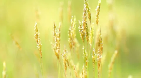 Grass close-up  in the wind with  illuminating sunlight. Stock Footage 24818446