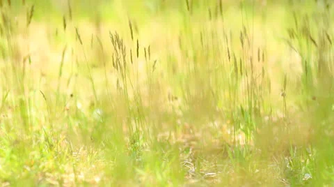 Grass close-up  in wind with  illuminating sunlight. Stock-Footage 24818707