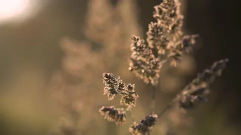 Grass close-up in yellow sunlight Stock Footage 171409545