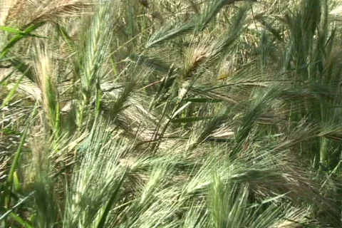 Grass close zoom out Stock Footage 500273