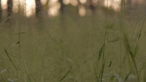 Grass Closeup 2 Stock Footage 51749414