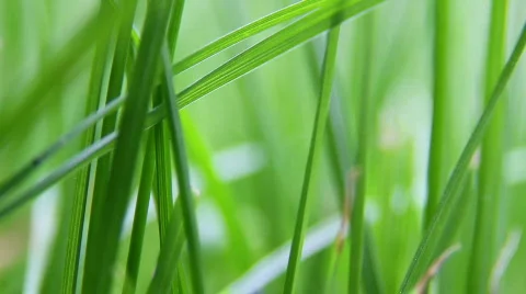 Grass closeup background  Stock Footage 796346