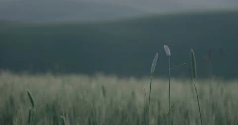 Grass closeup during dusk without wind Stock Footage 139513809