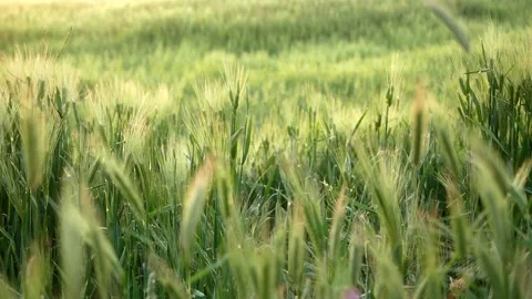 Grass closeup - focus change Stock Footage 275887011