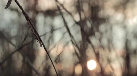 Grass closeup Stock Footage 44803285