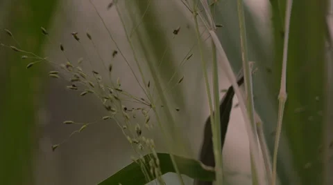 Grass Closeup Stock Footage 51749266